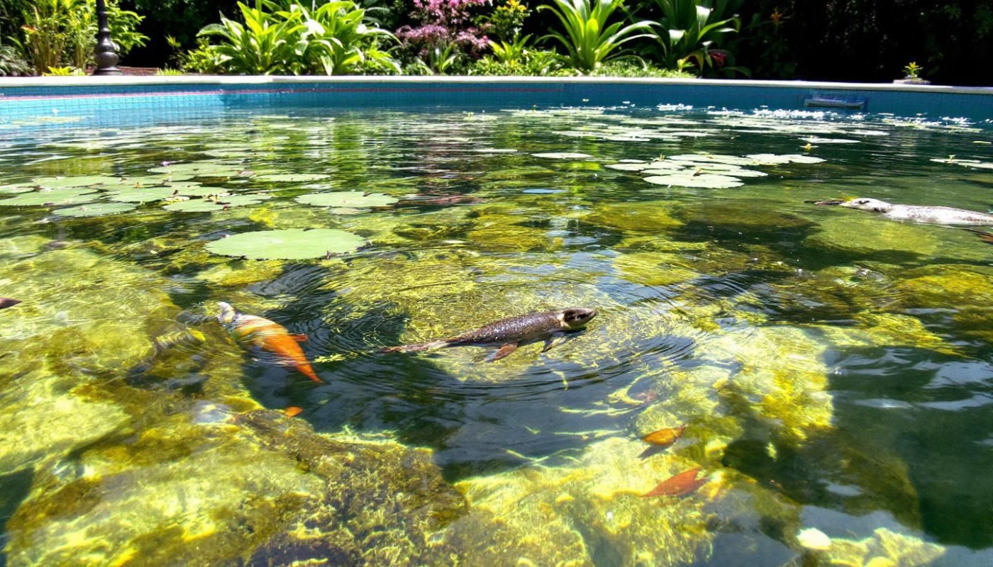 Quels sont les avantages écologiques des piscines naturelles ?